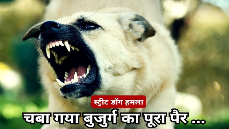 Dog Bite: नोंच-नोंच कर डॉगी खा गया महिला का पूरा पैर, ग्वालियर से आई दिल दहलाने वाली तस्वीर Dog Bite: नोंच-नोंच कर डॉगी खा गया महिला का पूरा पैर, ग्वालियर से आई दिल दहलाने वाली तस्वीर