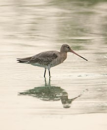 This Bird Eats Itself To Survive Long Migration