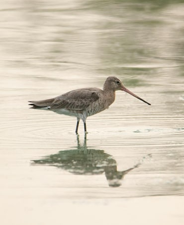This Bird Eats Itself To Survive Long Migration