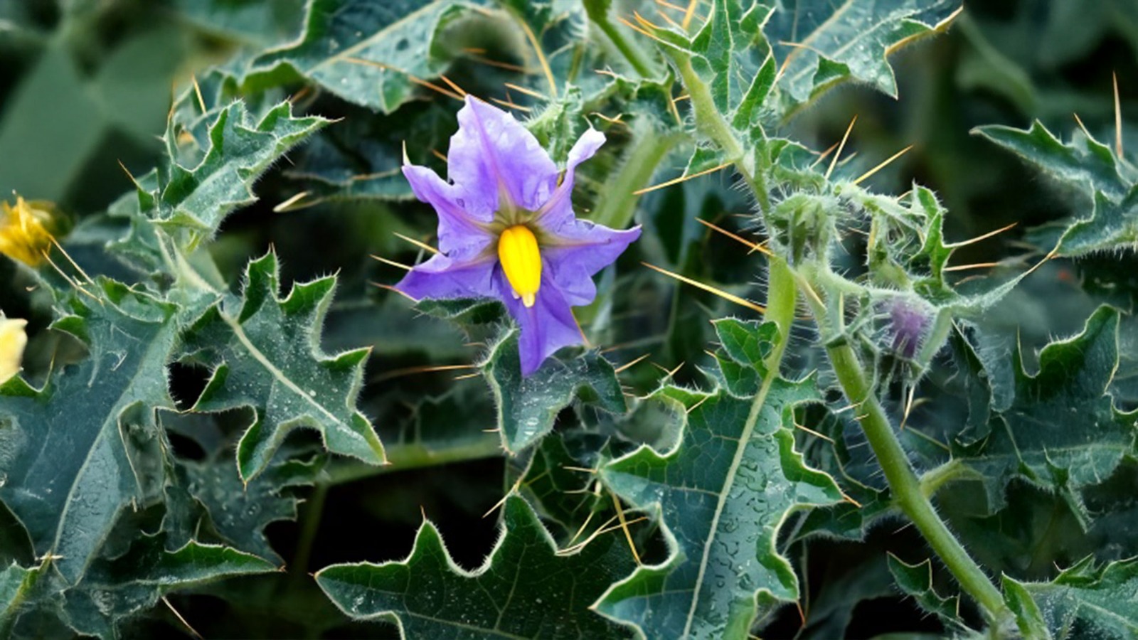 खांसी का काल है ये घर पर बना काढ़ा, बस इस आयुर्वेदिक औषधी का करें इस्तेमाल, तुरंत मिलेगा आराम