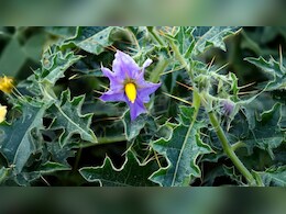 खांसी का काल है ये घर पर बना काढ़ा, बस इस आयुर्वेदिक औषधी का करें इस्तेमाल, तुरंत मिलेगा आराम