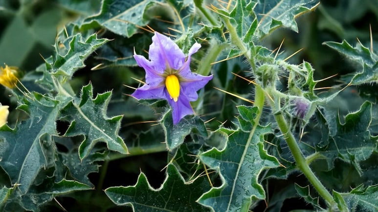 खांसी का काल है ये घर पर बना काढ़ा, बस इस आयुर्वेदिक औषधी का करें इस्तेमाल, तुरंत मिलेगा आराम खांसी का काल है ये घर पर बना काढ़ा, बस इस आयुर्वेदिक औषधी का करें इस्तेमाल, तुरंत मिलेगा आराम