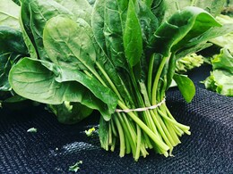 पालक में कौन सा Vitamin होता है सबसे ज्यादा?