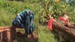 85-Year-Old Woman Breaks Down As Tree She Cared For 20 Years Is Cut