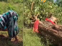 85-Year-Old Woman Breaks Down As Tree She Cared For 20 Years Is Cut