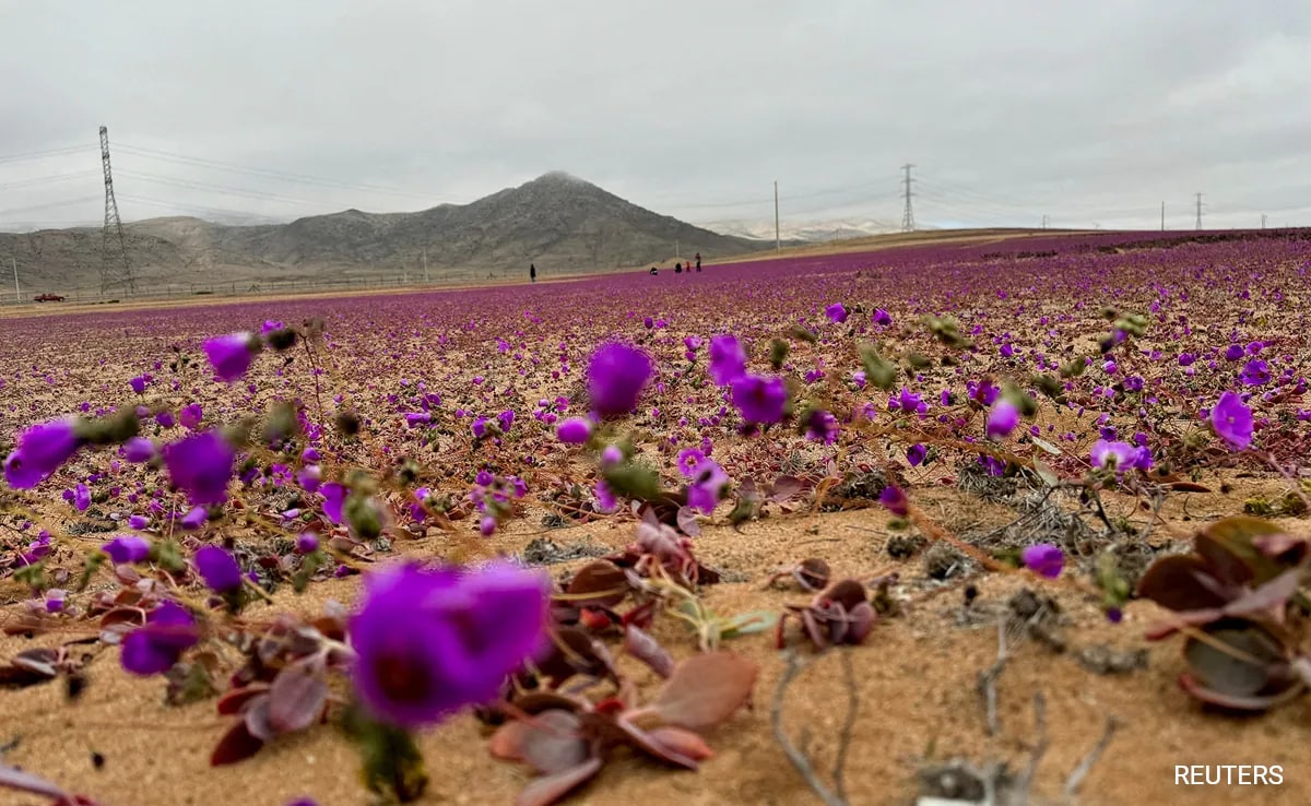 Chile's Atacama Desert Flower Could Hold Key To Drought Tolerant Crops