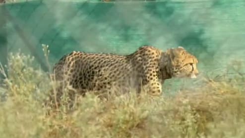 Kuno National Park: 3 माह बाद खोला गया कुनो नेशनल पार्क, पर्यटक आज से चीतों का कर सकेंगे दीदार