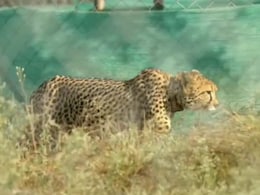 Kuno National Park: 3 माह बाद खोला गया कुनो नेशनल पार्क, पर्यटक आज से चीतों का कर सकेंगे दीदार Kuno National Park: 3 माह बाद खोला गया कुनो नेशनल पार्क, पर्यटक आज से चीतों का कर सकेंगे दीदार