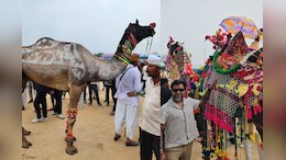 Pushkar Mela 2025: 'नागराज' के शरीर पर राजस्थानी संस्कृति की झलक, 'बादल' के चारपाई वाले डांस ने किया हैरान; पुष्कर मेले में दिखे अनोखे ऊंट