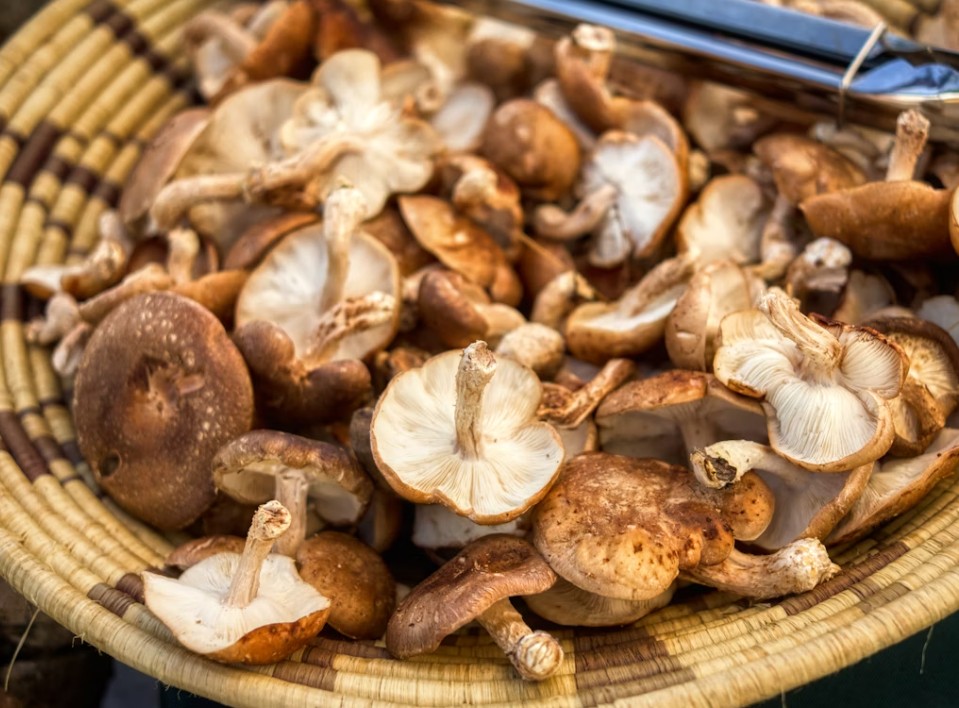 Fungi-Based Tech? Shiitake Mushrooms Used To Create Working Computer Memory