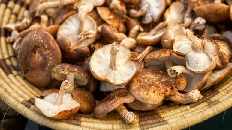 Fungi-Based Tech? Scientists Use Shiitake Mushrooms To Create Functional Computer Memory