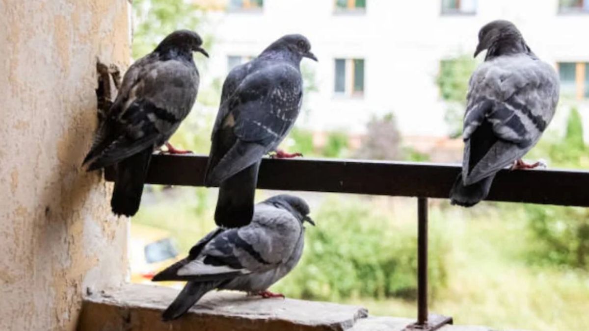 बालकनी, छत और खिड़कियों पर कबूतरों का आतंक और रोज फैला देते हैं गंदगी, ये 1 काली चीज कबूतरों को भगाने का है सबसे आसान उपाय