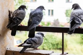 बालकनी, छत और खिड़कियों पर कबूतरों का आतंक और रोज फैला देते हैं गंदगी, ये 1 काली चीज कबूतरों को भगाने का है सबसे आसान उपाय