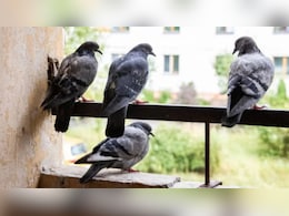 बालकनी, छत और खिड़कियों पर कबूतरों का आतंक और रोज फैला देते हैं गंदगी, ये 1 काली चीज कबूतरों को भगाने का है सबसे आसान उपाय बालकनी, छत और खिड़कियों पर कबूतरों का आतंक और रोज फैला देते हैं गंदगी, ये 1 काली चीज कबूतरों को भगाने का है सबसे आसान उपाय