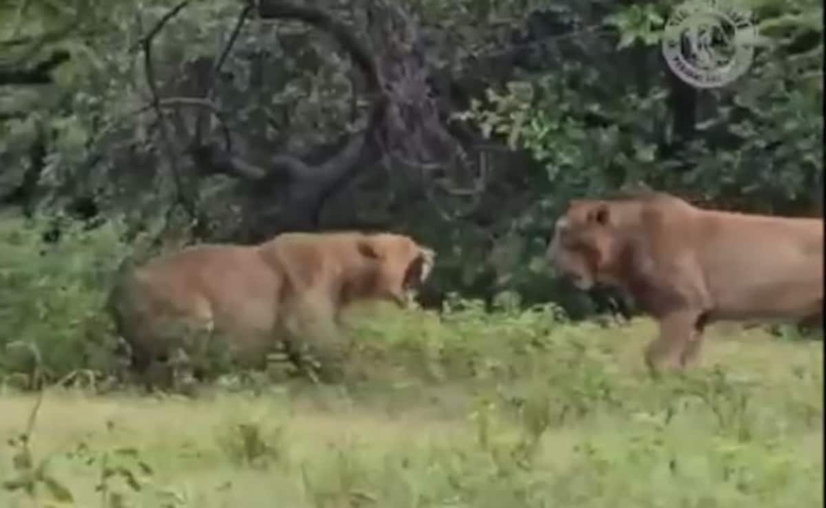 Video: Lion Attacks Lioness In Gujarat's Gir, She Fights Back
