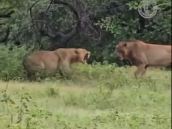 Video: Lion Attacks Lioness In Gujarat&#039;s Gir, She Fights Back