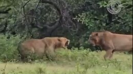 Video: Lion Attacks Lioness In Gujarat's Gir, She Fights Back