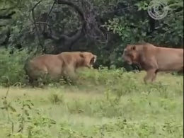 Video: Lion Attacks Lioness In Gujarat's Gir, She Fights Back Video: Lion Attacks Lioness In Gujarat's Gir, She Fights Back