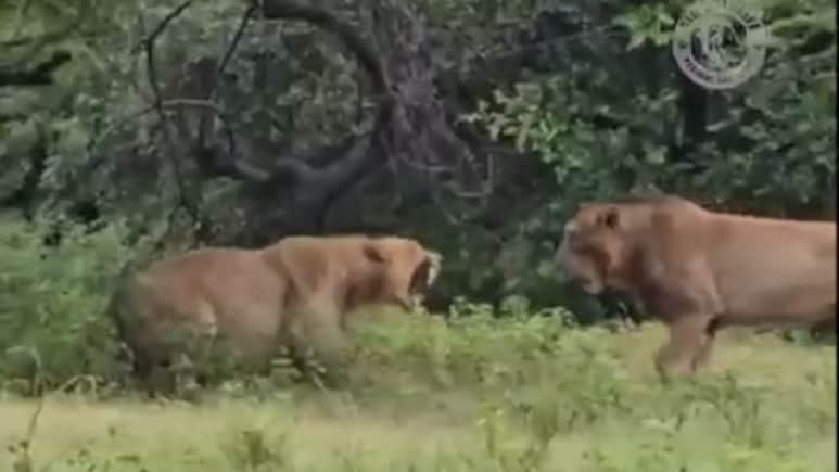 Video: Lion Attacks Lioness In Gujarat's Gir, She Fights Back Video: Lion Attacks Lioness In Gujarat's Gir, She Fights Back