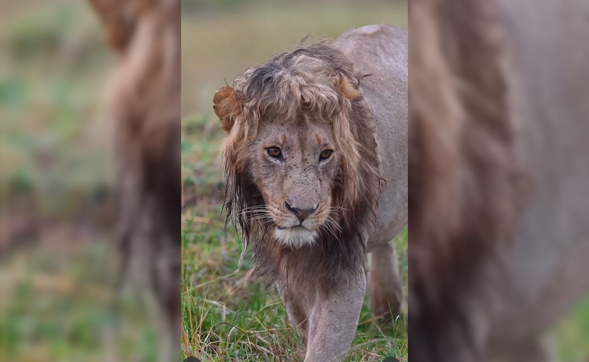 Latest and Breaking News on NDTV