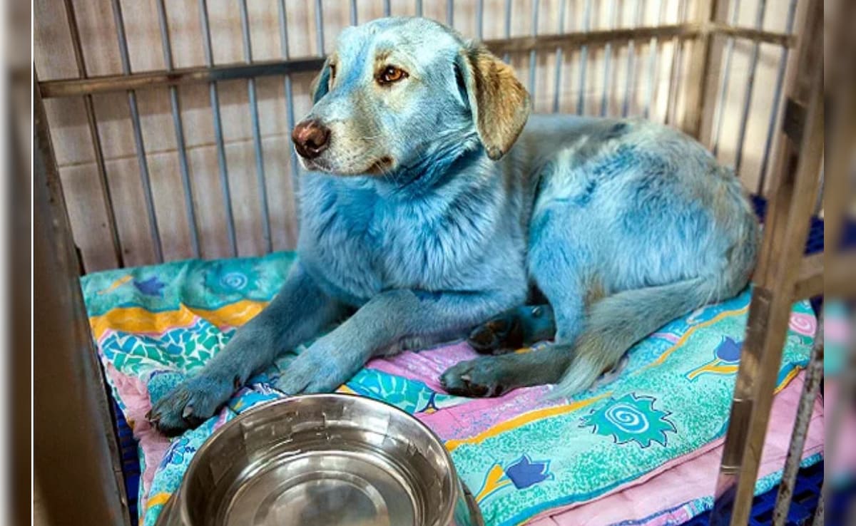 Latest and Breaking News on NDTV Latest and Breaking News on NDTV