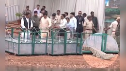 CM मोहन यादव ने नर्मदा में छोड़े मगरमच्छ, जानिए राज्य सरकार ने क्यों उठाया ये कदम