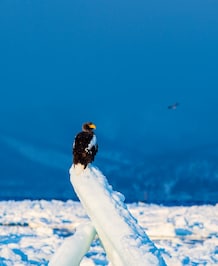Meet The World's Biggest Eagle
