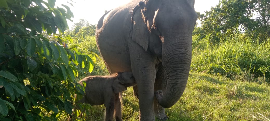 Kaziranga's Newborn Elephant Calf Named 'Mayabini' After Zubeen Garg's Song