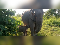 Kaziranga&#039;s Newborn Elephant Calf Named &#039;Mayabini&#039; After Zubeen Garg&#039;s Song