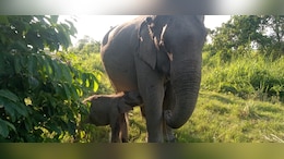 Kaziranga's Newborn Elephant Calf Named 'Mayabini' After Zubeen Garg's Song
