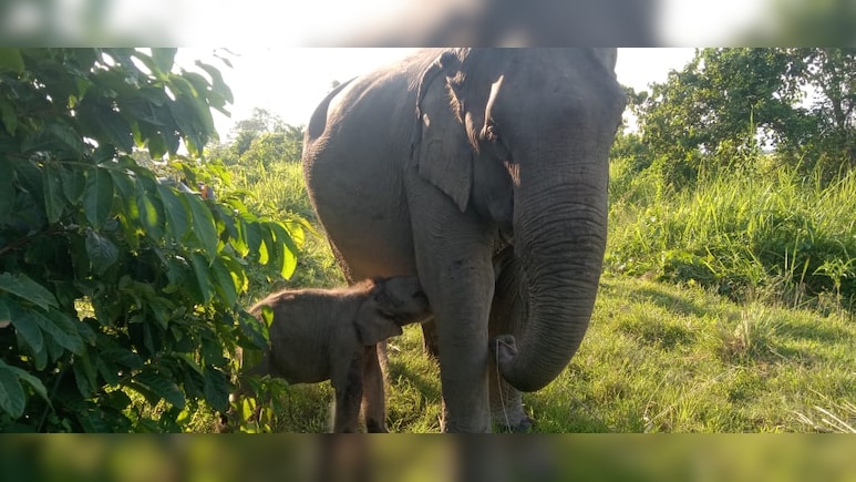 Kaziranga's Newborn Elephant Calf Named 'Mayabini' After Zubeen Garg's Song