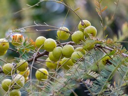 How to Gooseberry Store: आंवला महीनों तक रहेगा हरा और फ्रेश, नहीं पड़ेगा एक भी दाग, बस अपना लीजिए ये जुगाड़