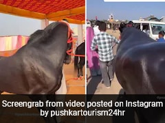 From Rs 15-Crore Horse To A Rs 23-Crore Buffalo: Showstoppers At Pushkar Fair