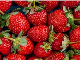 Eating Strawberries Daily Can Dramatically Cut The Risk Of Prediabetes In Adults, New Study Says Eating Strawberries Daily Can Dramatically Cut The Risk Of Prediabetes In Adults, New Study Says