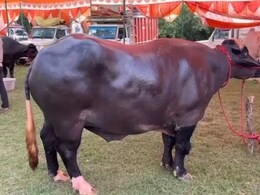 Murrah Buffalo: तब्बल 8 कोटींचा रेडा! शेतकरी मेळ्यात एकच चर्चा, वाचा श्रीमंती डाएट आणि लाखोंच्या कमाईचे रहस्य