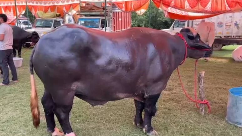 Murrah Buffalo: तब्बल 8 कोटींचा रेडा! शेतकरी मेळ्यात एकच चर्चा, वाचा श्रीमंती डाएट आणि लाखोंच्या कमाईचे रहस्य Murrah Buffalo: तब्बल 8 कोटींचा रेडा! शेतकरी मेळ्यात एकच चर्चा, वाचा श्रीमंती डाएट आणि लाखोंच्या कमाईचे रहस्य