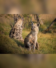 Jackal vs Hyena: What's The Difference