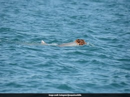 Male Humpback Dolphins Wear Sea Sponges As Wigs To "Impress The Ladies," Say Researchers Male Humpback Dolphins Wear Sea Sponges As Wigs To "Impress The Ladies," Say Researchers