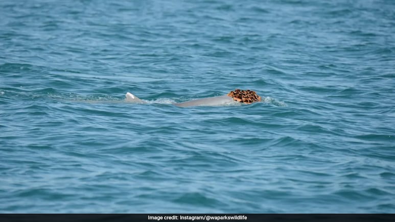 Male Humpback Dolphins Wear Sea Sponges As Wigs To "Impress The Ladies," Say Researchers Male Humpback Dolphins Wear Sea Sponges As Wigs To "Impress The Ladies," Say Researchers