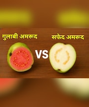 सफेद या गुलाबी, सबसे बढ़िया अमरूद कौन सा होता है? डाइटिशियन से जानें किसे खाने से मिलते हैं ज्यादा फायदे