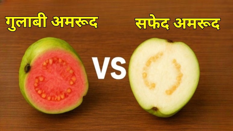 सफेद या गुलाबी, सबसे बढ़िया अमरूद कौन सा होता है? डाइटिशियन से जानें किसे खाने से मिलते हैं ज्यादा फायदे सफेद या गुलाबी, सबसे बढ़िया अमरूद कौन सा होता है? डाइटिशियन से जानें किसे खाने से मिलते हैं ज्यादा फायदे