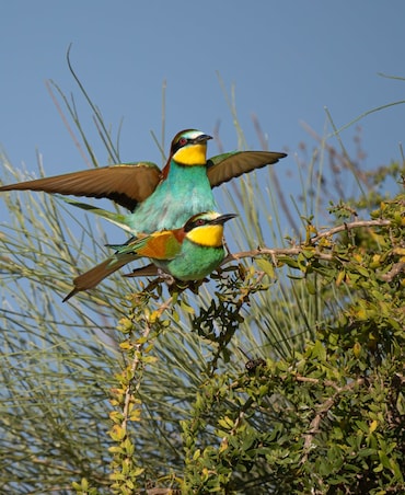 What Is Lek Mating Ritual In Birds