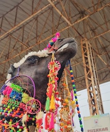 पुष्कर मेले में 'राजा बाबू' बने ऊंट, घुंघरुओं से गूंजी सुनहरी रेत