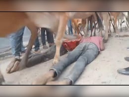 उज्जैन में उपासकों को रौंदते हुए निकला गायों का झुंड, सुरक्षित देख भौंचक रह गए लोग, जानें क्या है परंपरा ?   उज्जैन में उपासकों को रौंदते हुए निकला गायों का झुंड, सुरक्षित देख भौंचक रह गए लोग, जानें क्या है परंपरा ?