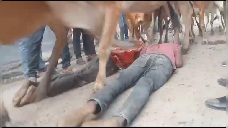उज्जैन में उपासकों को रौंदते हुए निकला गायों का झुंड, सुरक्षित देख भौंचक रह गए लोग, जानें क्या है परंपरा ? उज्जैन में उपासकों को रौंदते हुए निकला गायों का झुंड, सुरक्षित देख भौंचक रह गए लोग, जानें क्या है परंपरा ?