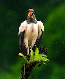 Bird Species That Lacks Vocal Organ