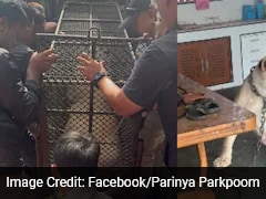 TikTok Influencer's Pet Lioness Escapes, Mauls Two In Thailand Village