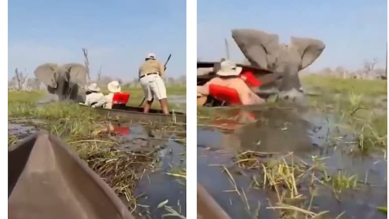 Video: Elephant Charges At Tourists, Traps Woman Underwater During Boat Tour In Botswana