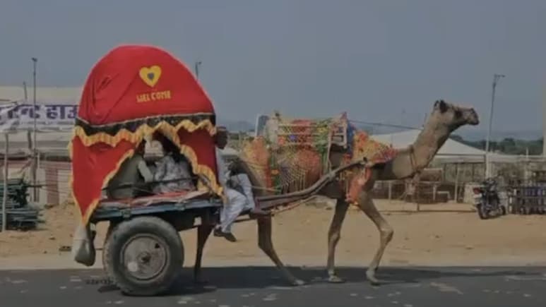 Tourists, Camels, Horses Converge As Rajasthan's Iconic Pushkar Fair Begins