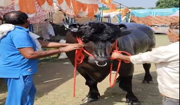 नाम है ‘विधायक’, बादाम, काजू और घी खाता है यह भैंसा, दूर-दूर से देखने आते हैं लोग, करोड़ों में है इसकी कीमत नाम है ‘विधायक’, बादाम, काजू और घी खाता है यह भैंसा, दूर-दूर से देखने आते हैं लोग, करोड़ों में है इसकी कीमत